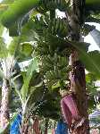 Costa Rica: Een tros bananen aan de bananenplant - Costa_Rica_0079.jpg - Copyright : Ronald van der Veer (http://www.veeronline.nl)