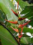 Costa Rica: Een heliconia of schijnbanaan - Costa_Rica_0086.jpg - Copyright : Ronald van der Veer (http://www.veeronline.nl)