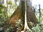IndonesiÃ«: Hoge bomen in het tropisch regenwoud op Sumatra - Indonesie_0045.jpg - Copyright : Ronald van der Veer (http://www.veeronline.nl)