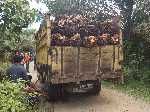IndonesiÃ«: Een vrachtwagen met palmolievruchten heeft een gebroken achteras. Niemand kan er door - Indonesie_0208.jpg - Copyright : Ronald van der Veer (http://www.veeronline.nl)