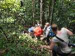 IndonesiÃ«: Klauteren door het bos op zoek naar Oerang Oetans - Indonesie_0403.jpg - Copyright : Ronald van der Veer (http://www.veeronline.nl)