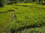 IndonesiÃ«: De prachtige groene kleur van de rijstvelden - Indonesie_0747.jpg - Copyright : Ronald van der Veer (http://www.veeronline.nl)
