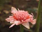 Pink Torch Ginger