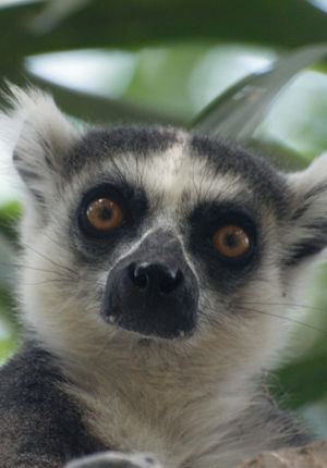 Madagascar - Madagascar het eiland van de Maki's