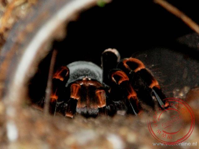 Van Costa Rica naar Guatemala - Een tarantula spin houdt vanuit zijn holletje alles in de gaten