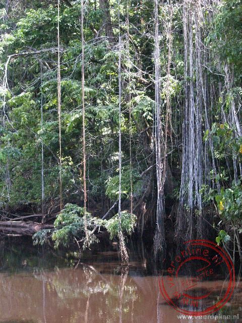 Rondreis Suriname - De lianen hangen boven het water