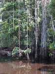 Suriname: De lianen hangen boven het water - Suriname_0107.jpg - Copyright : Ronald van der Veer (http://www.veeronline.nl)