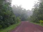 Suriname: Laaghangende mist tijdens de ochtendwandeling - Suriname_0126.jpg - Copyright : Ronald van der Veer (http://www.veeronline.nl)