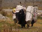 Tibet: Yaks zijn prima te gebruiken om goederen te vervoeren over hobbelige wegen - P3Tibet_0350.jpg - Copyright : Ronald van der Veer (http://www.veeronline.nl)
