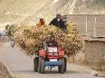 Tibet: Het is oogsttijd en al het vervoer wordt gebruikt voor het graan - P3Tibet_0370.jpg - Copyright : Ronald van der Veer (http://www.veeronline.nl)