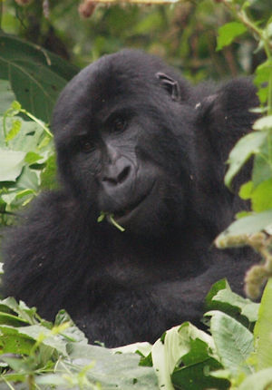 Uganda - Ontmoeting met de gorilla