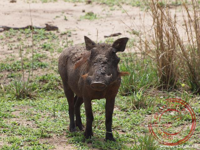 Mozambique, Malawi en Zambia - Een nog jonge Warthog. Zijn hoorntjes bij zijn neus zijn nog klein